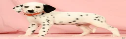 Dalmatian dogs for sale: Lexie - Ad 4