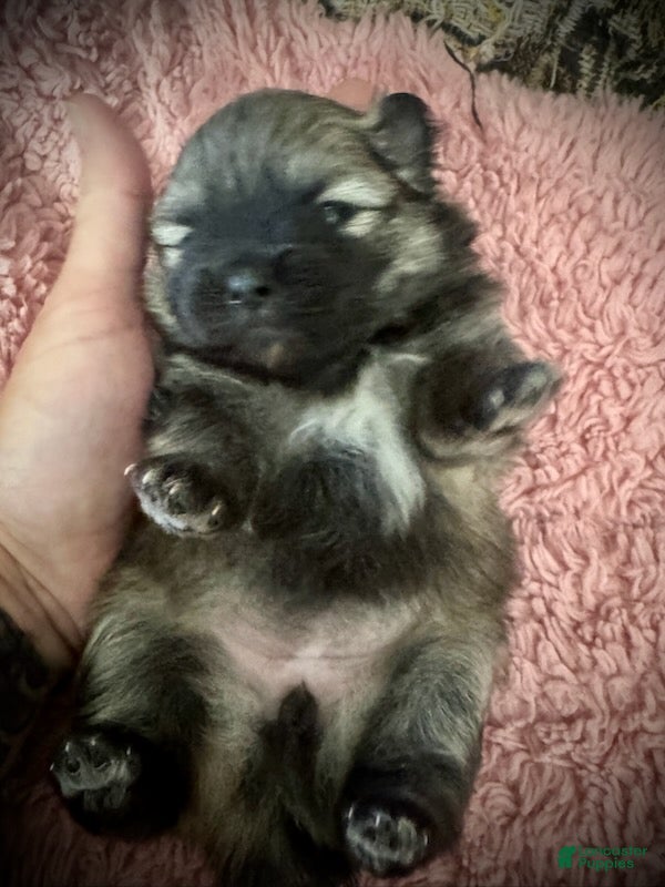 Pomeranian dogs for sale: Lara - Ad 1