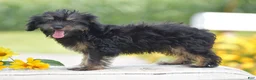 Yorkiepoo dogs for sale: Anya - Ad 6