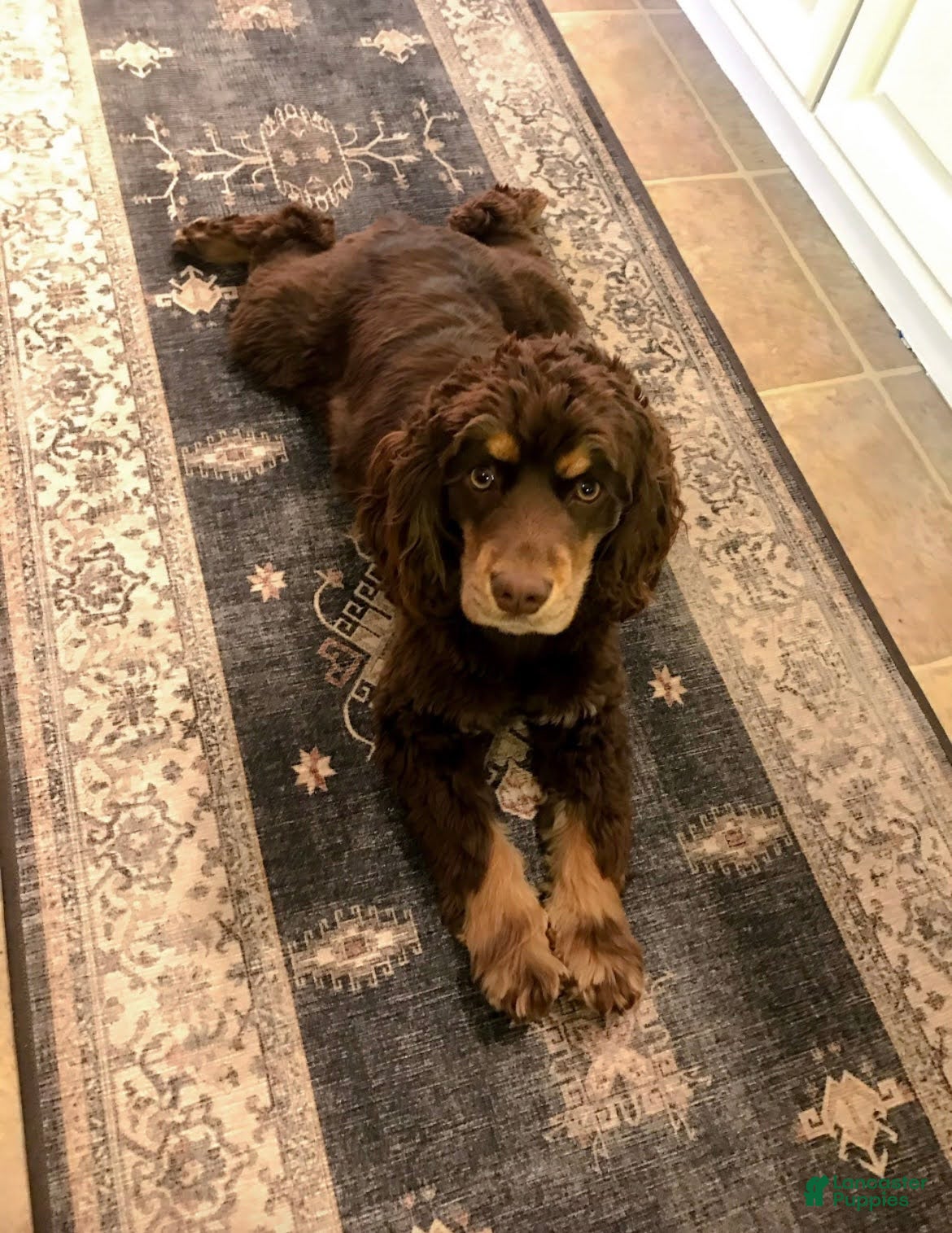 Cocker Spaniel dogs for sale: Fancy - Ad 2
