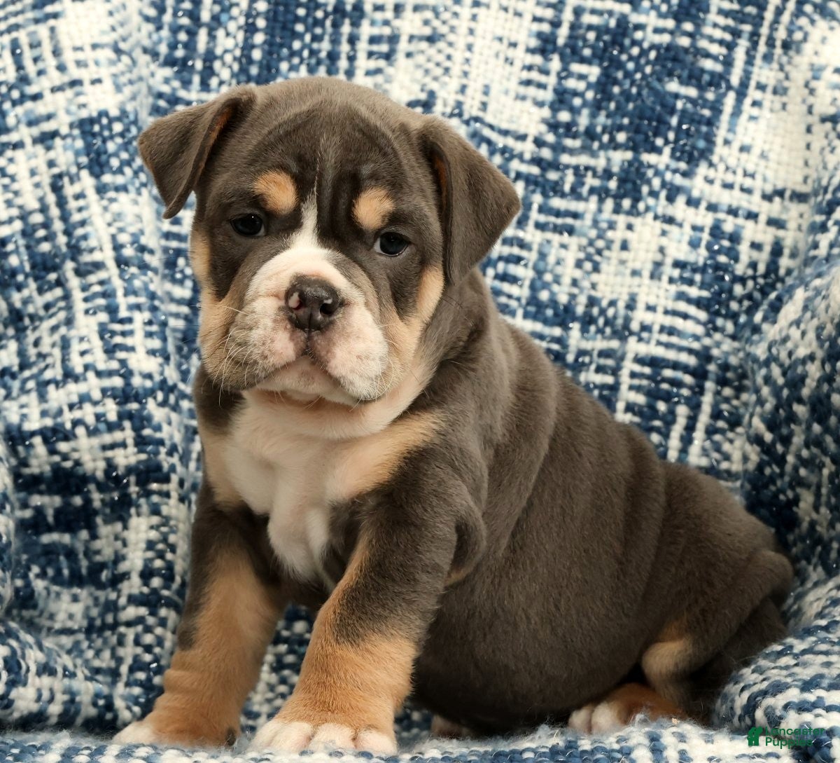 English Bulldog dogs Brutus - Ad 1