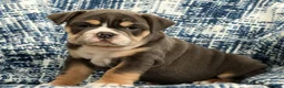 English Bulldog dogs for sale: Brutus - Ad 7