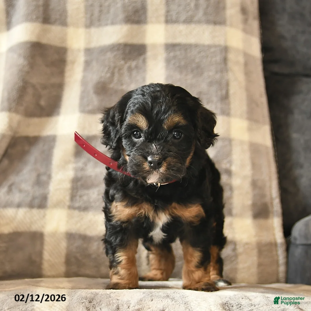 Cavapoo dogs for sale: Cinderella   - Ad 1