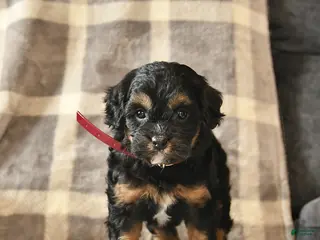 Cavapoo dogs Cinderella - Ad 4