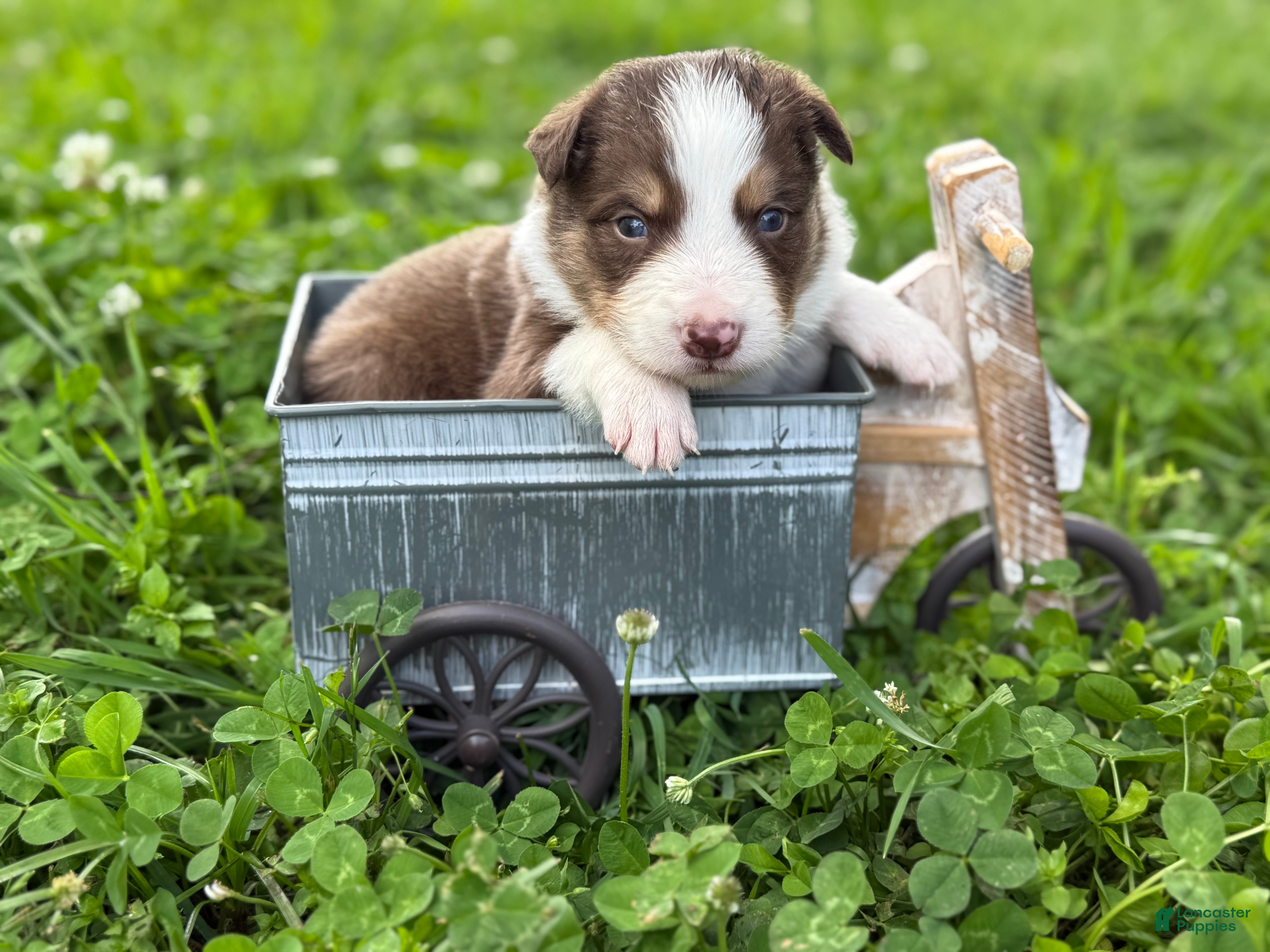 Border Collie dogs Red tri male - Ad 15