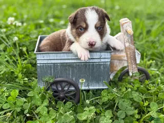 Border Collie dogs Red tri male - Ad 4