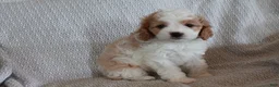 Cavapoo dogs for sale: Tank - Ad 1