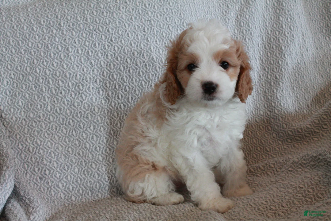 Cavapoo dogs for sale: Tank - Ad 1