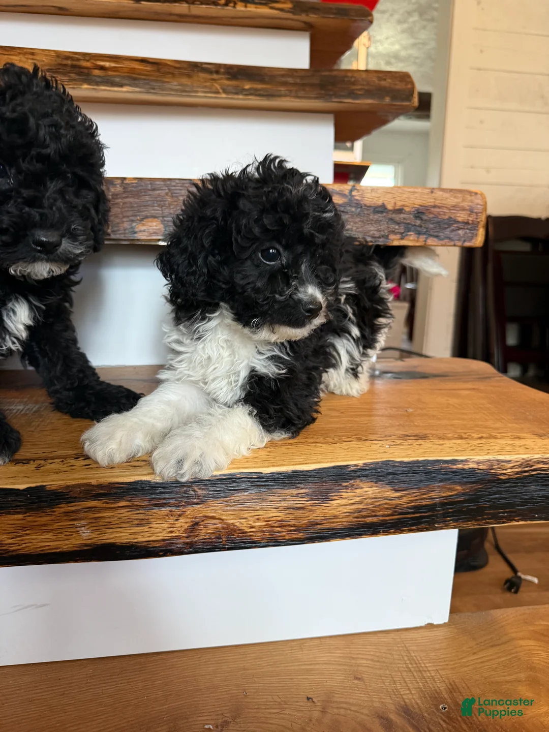 Cavapoo dogs for sale: Chase - Ad 7