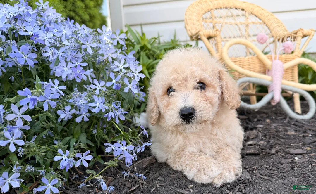 Bichpoo dogs for sale: Malibu  - Ad 4