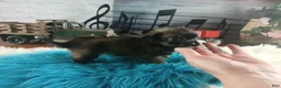 Chihuahua dogs for sale: Micro teacup long hair darker boy. Hand Delivery  - Ad 7