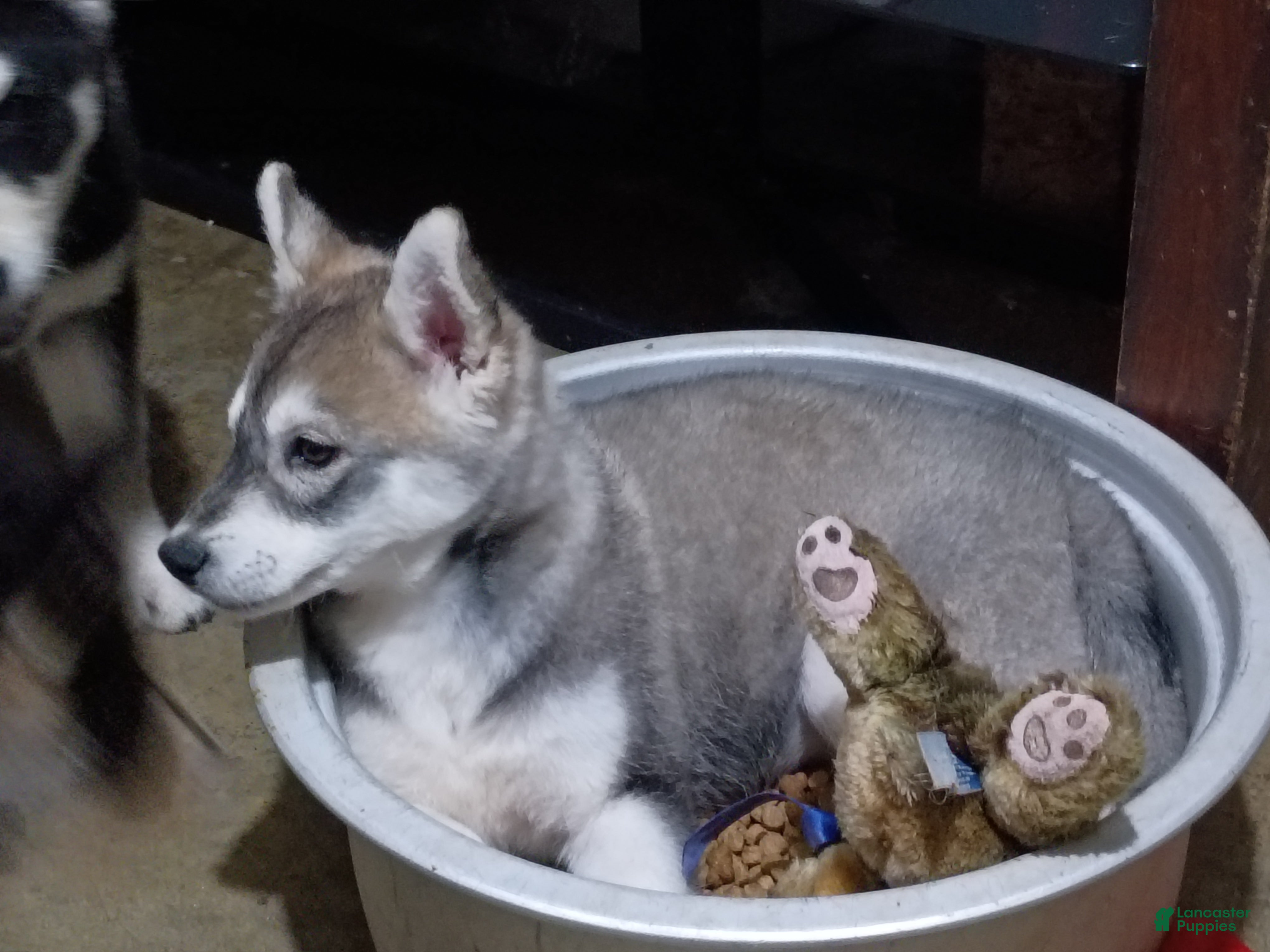 Siberian Husky dogs Siberian Husky 5 - Ad 1