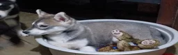 Siberian Husky dogs for sale: Siberian Husky 5 - Ad 1
