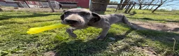 Great Dane dogs for sale: Emma  - Ad 4