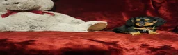 Miniature Dachshund dogs for sale: DUTTON - Ad 5