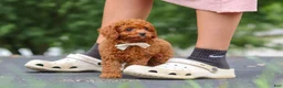 Cavapoo dogs for sale: Wallen - Ad 6