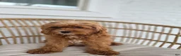 Cavapoo dogs for sale: Callie - Ad 7