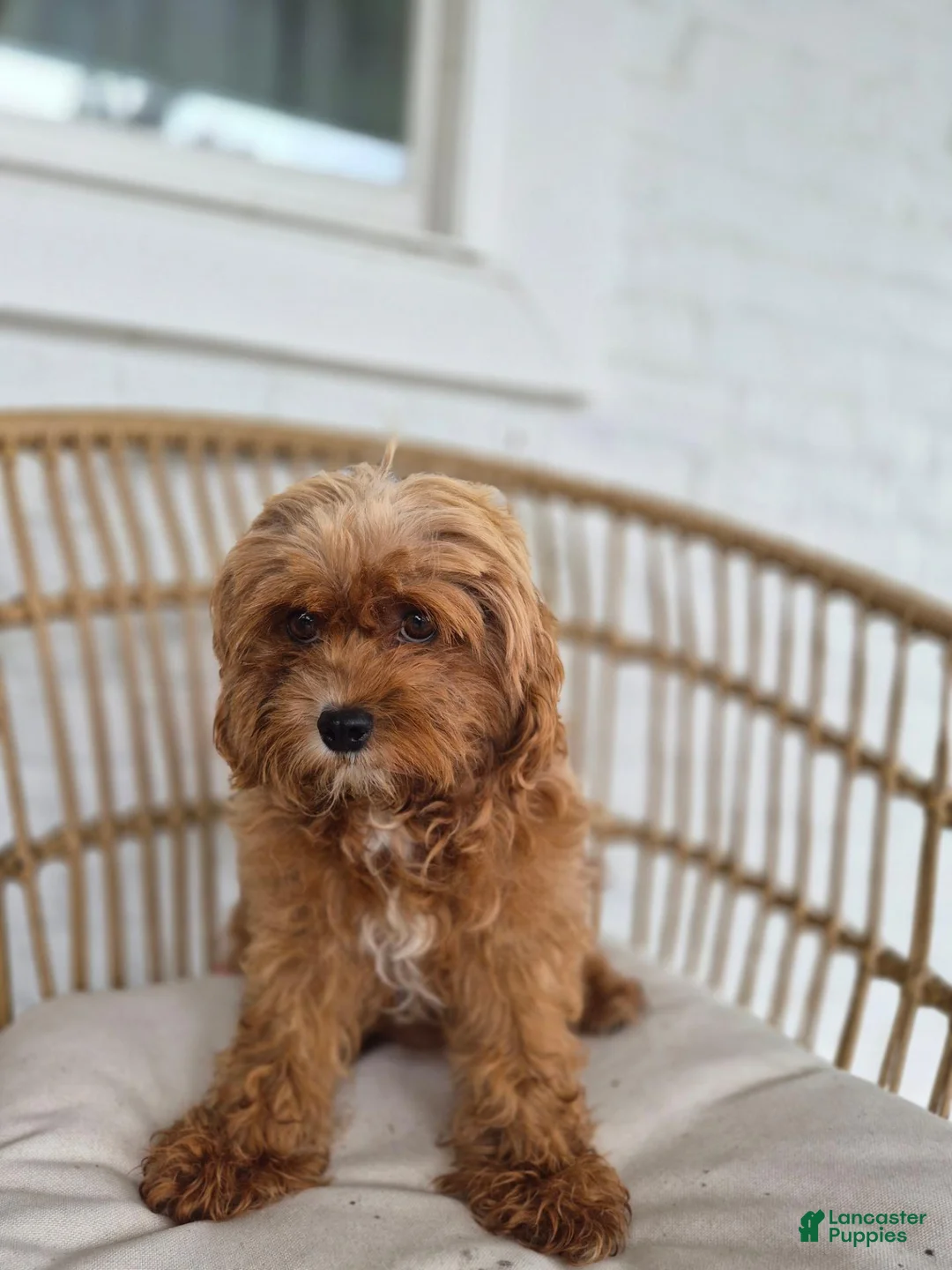 Cavapoo dogs for sale: Callie - Ad 7