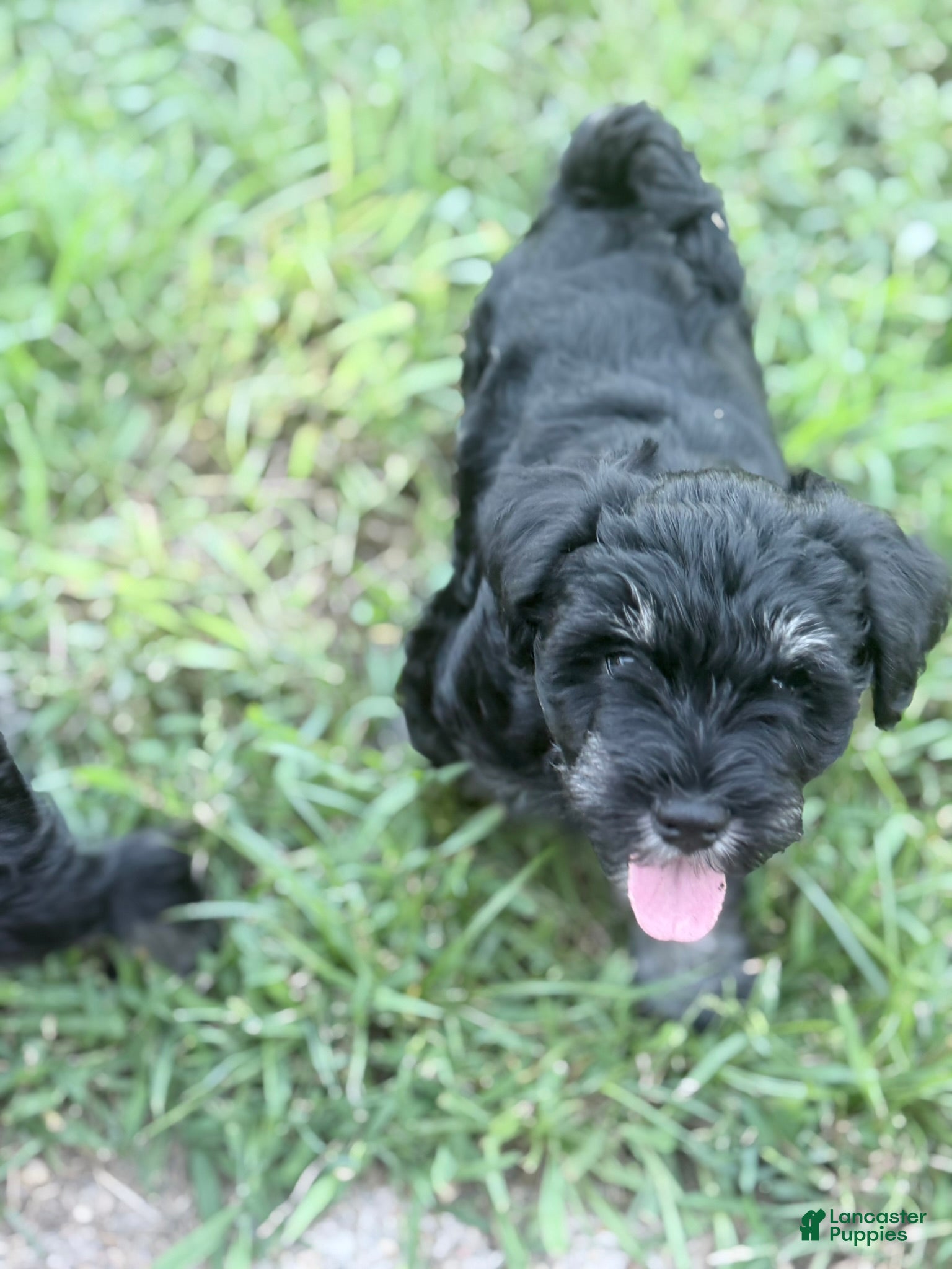 Miniature Schnauzer dogs Truffle - Ad 2