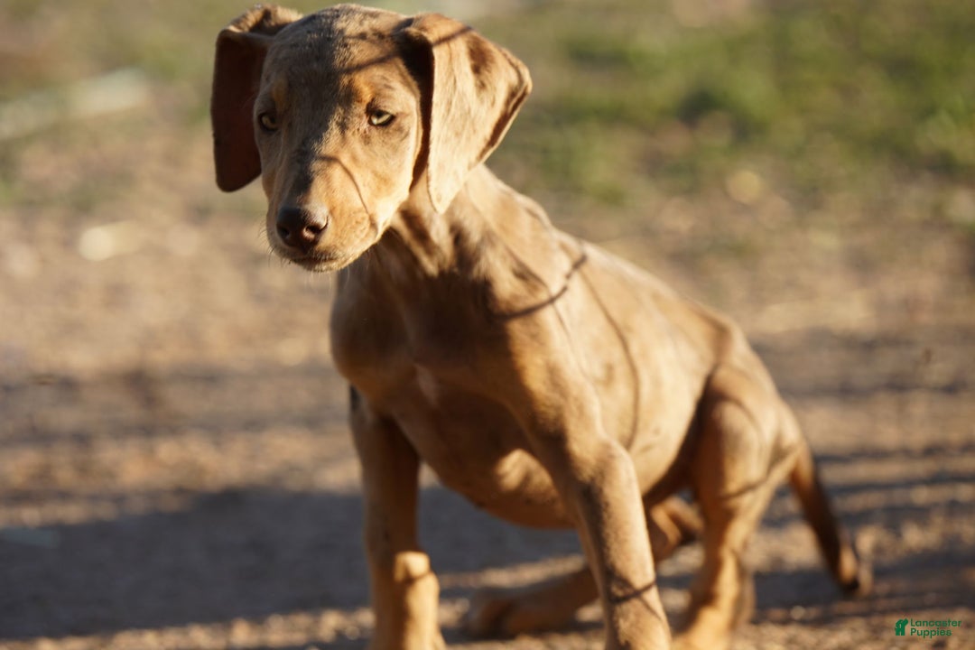 Mixed Breed dogs for sale: Lilac Fawn Merle F1 RT - Ad 6