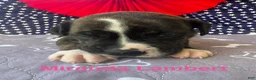 American Bulldog dogs for sale: Female #4/ Miranda Lambert - Ad 2
