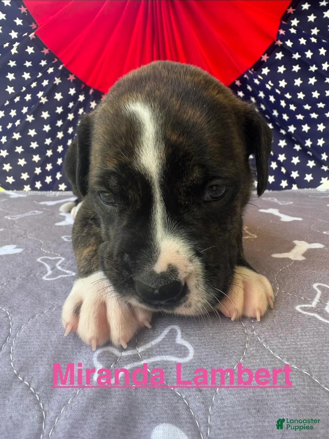 American Bulldog dogs for sale: Female #4/ Miranda Lambert - Ad 2
