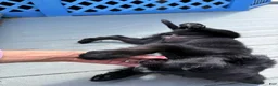 Mixed Breed dogs for sale: Wakanda - Ad 10