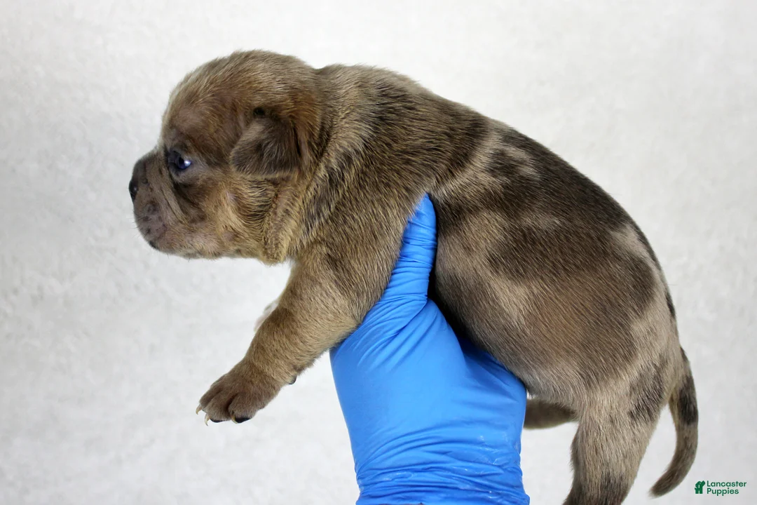 American Bully dogs for sale: Black Fawn Merle Female - Ad 13