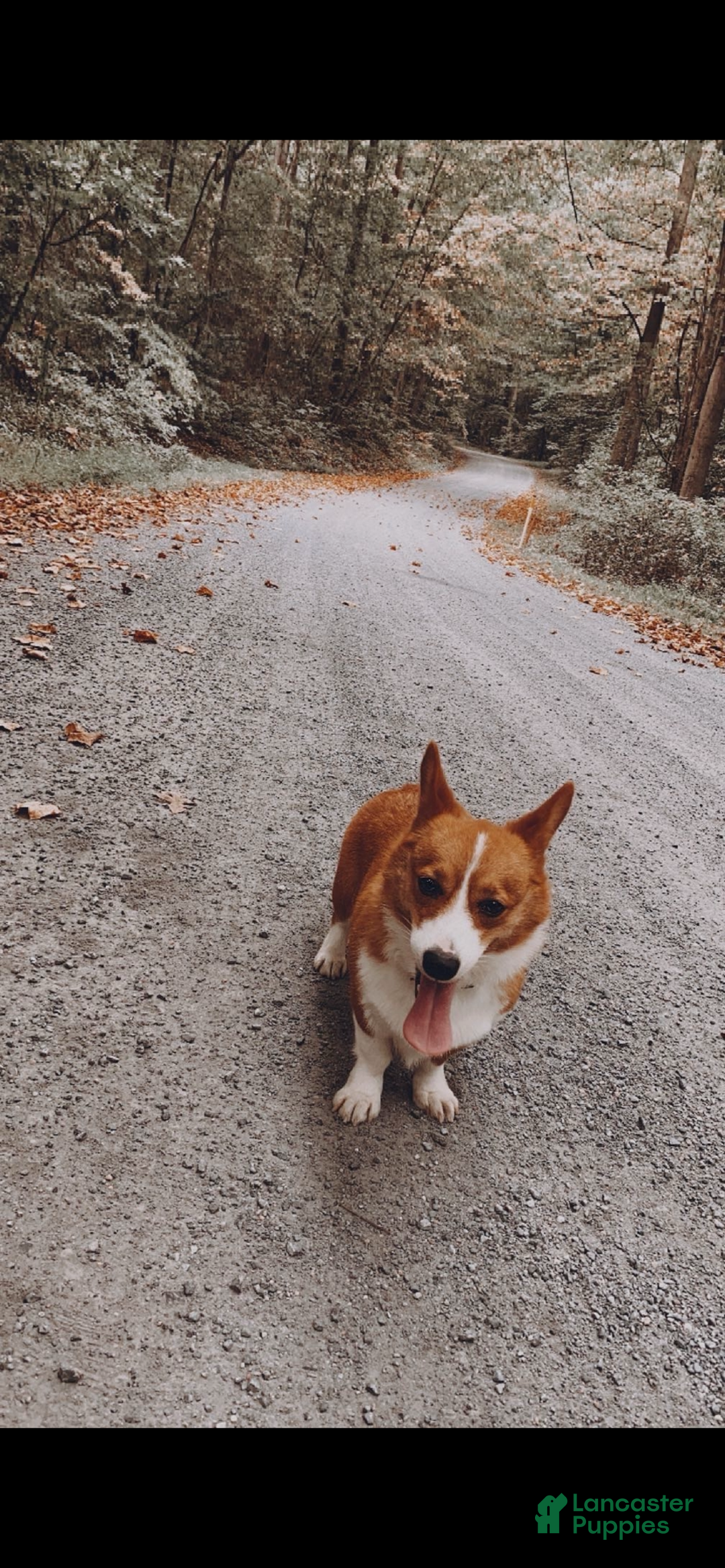 Welsh Corgi Pembroke dogs for sale: Kylo - Ad 1