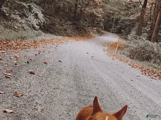 Welsh Corgi Pembroke dogs Kylo - Ad 26