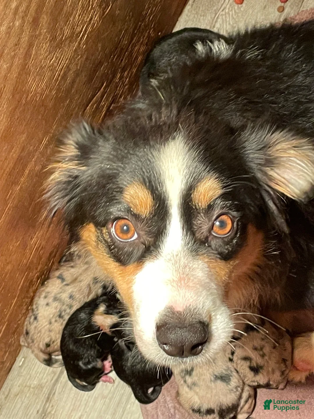 Australian Shepherd dogs for sale: Australian Shepherd 1 - Ad 2
