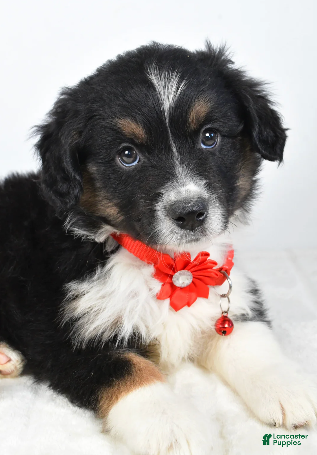 Miniature Australian Shepherd dogs for sale: Bessie - Ad 7