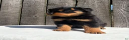 Rottweiler dogs for sale: Bubba - Ad 3