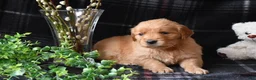 Golden Retriever dogs for sale: Liz - Ad 4