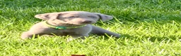 Labrador Retriever dogs for sale: Piper - Ad 3
