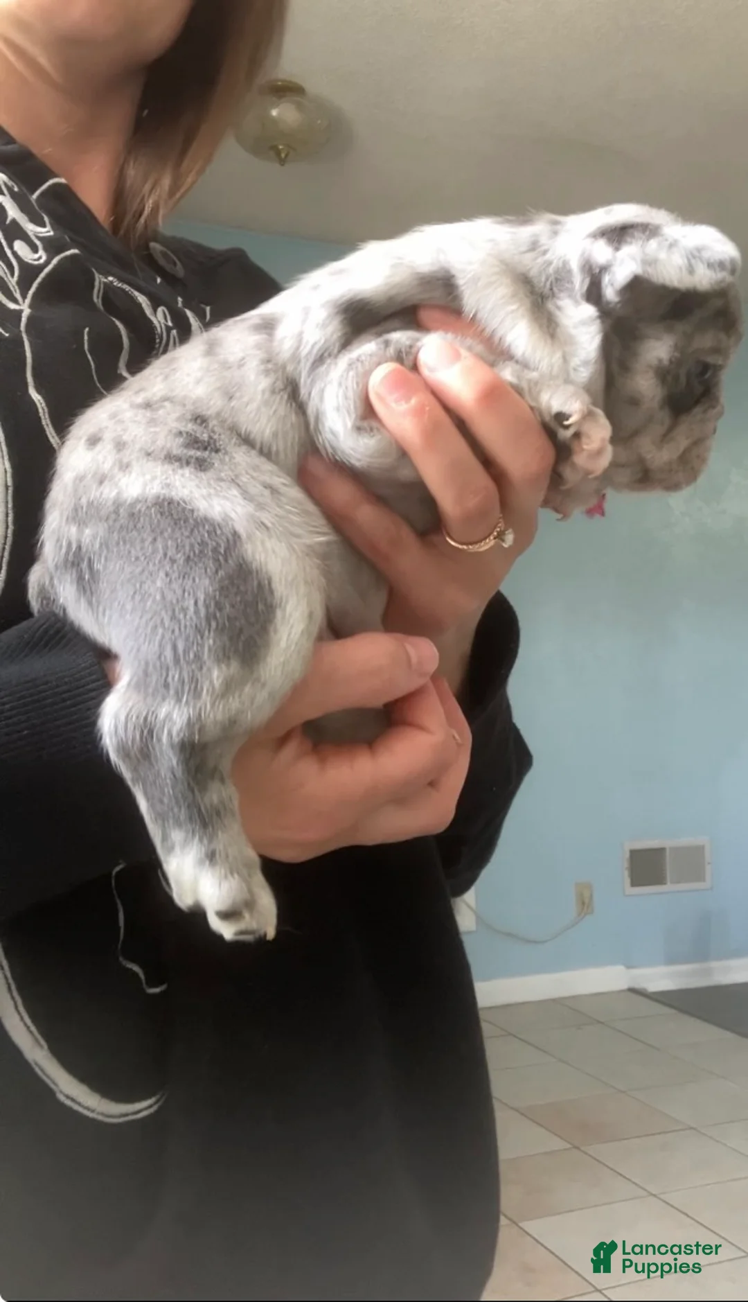 French Bulldog dogs for sale: Pet only (Blue Merle) - Ad 2