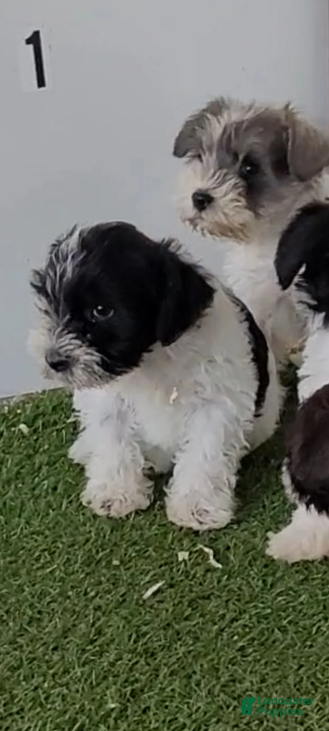 Miniature Schnauzer dogs for sale: AKC Pepe - Ad 2