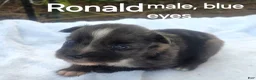 Australian Shepherd dogs for sale: Ronald - Ad 4