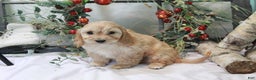 Cavachon dogs for sale: Ruby - Ad 11