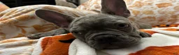 French Bulldog dogs for sale: French Bulldog 2 - Ad 16