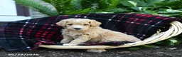 Goldendoodle dogs for sale: Mushroom - Ad 2