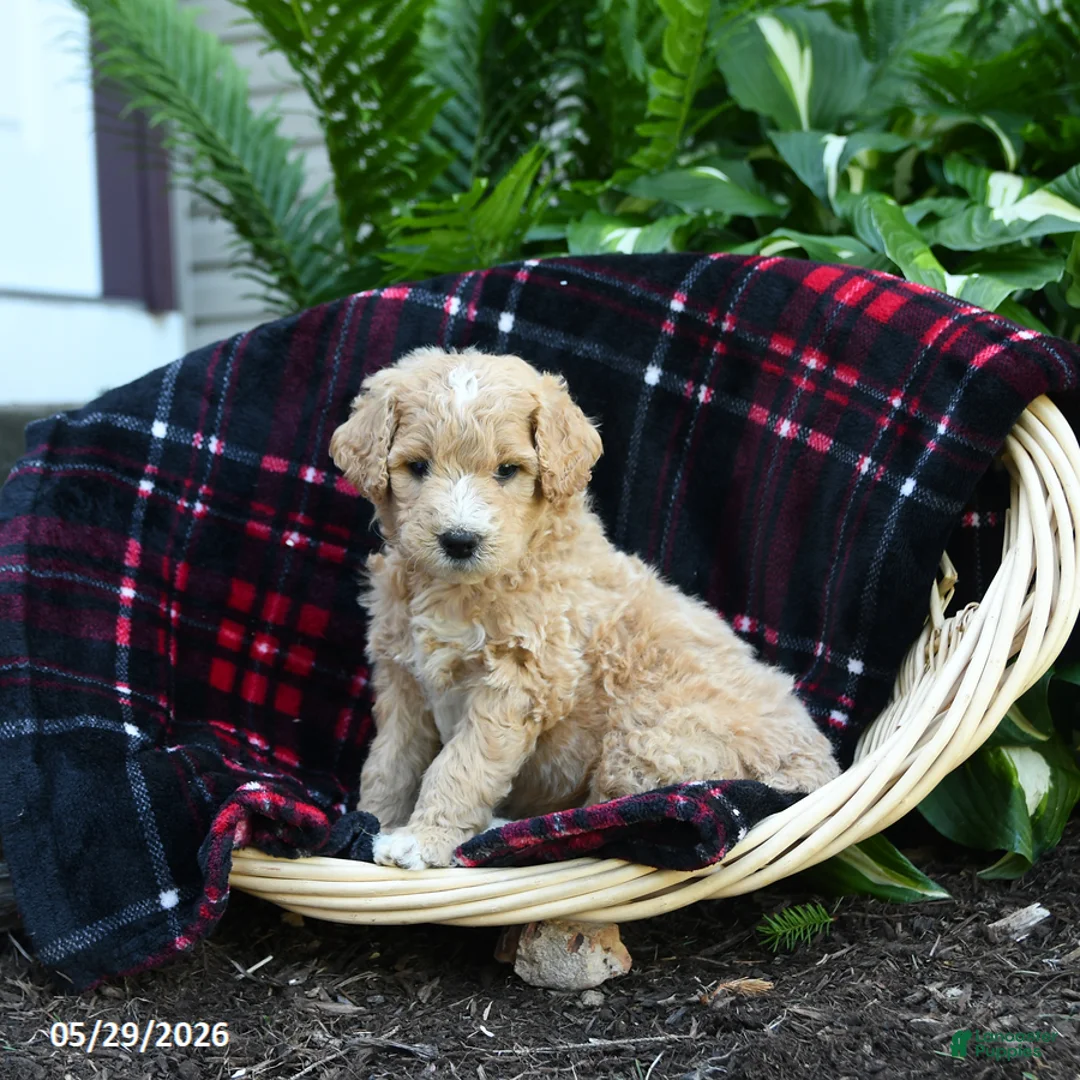 Goldendoodle dogs for sale: Mushroom - Ad 2