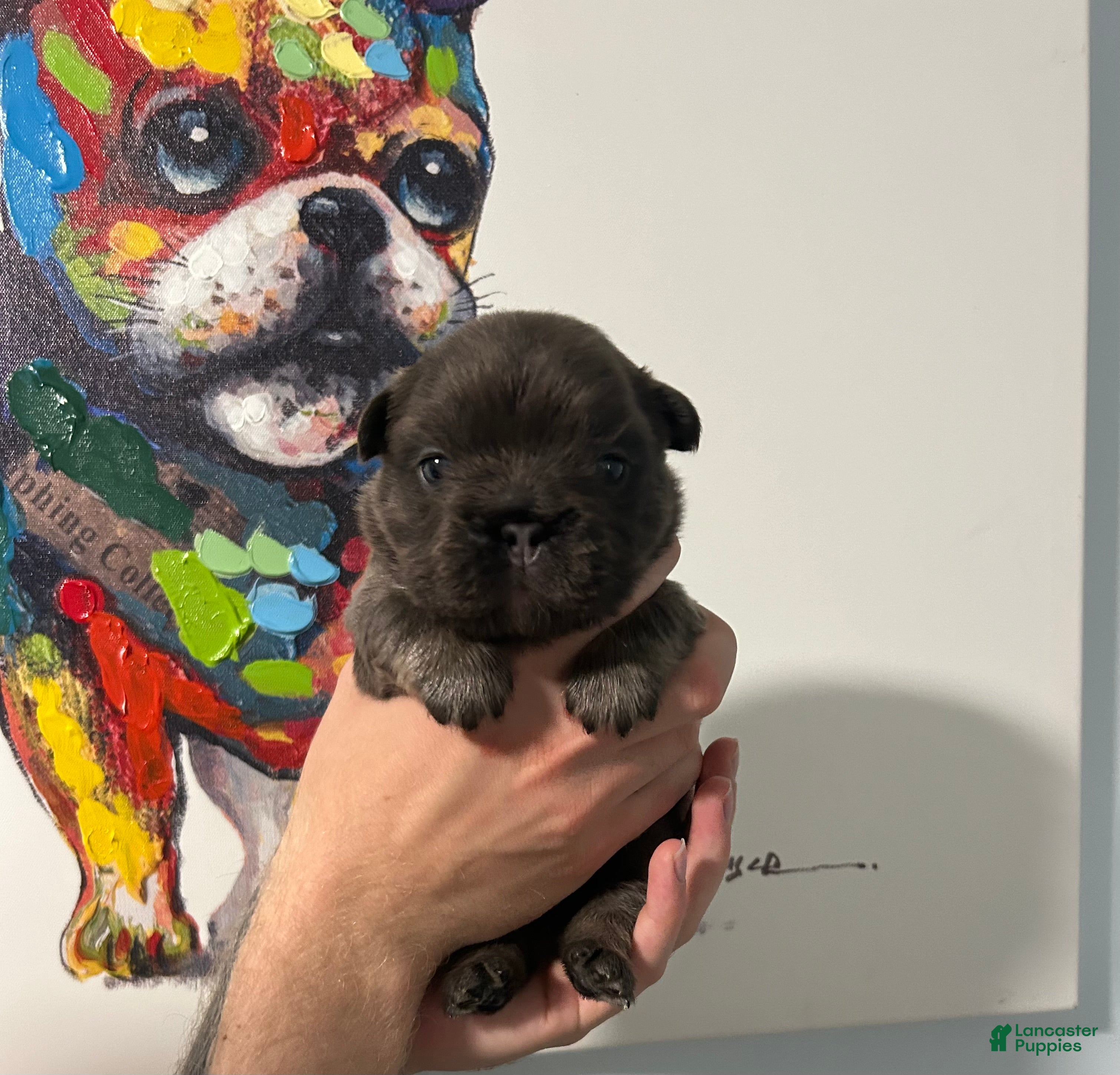 French Bulldog dogs Blue  - Ad 1