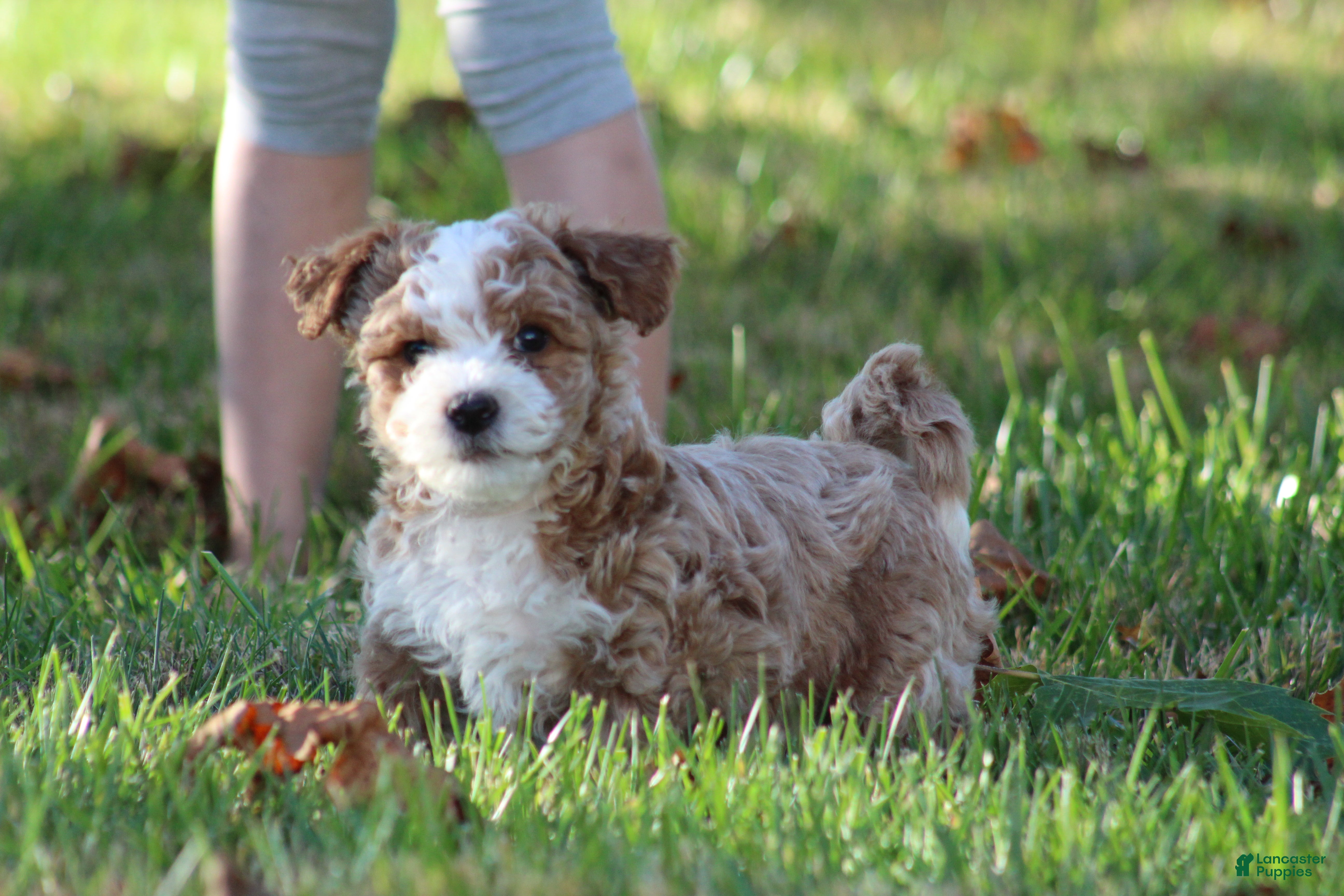 Bichpoo dogs for sale: Ryder - Ad 2