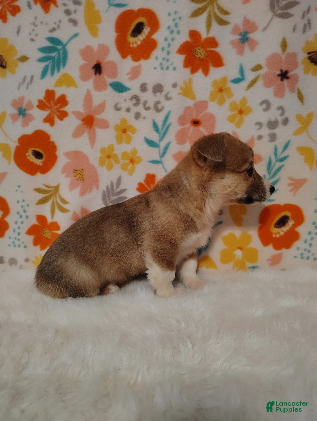 Welsh Corgi Pembroke dogs for sale: Levi - Ad 5