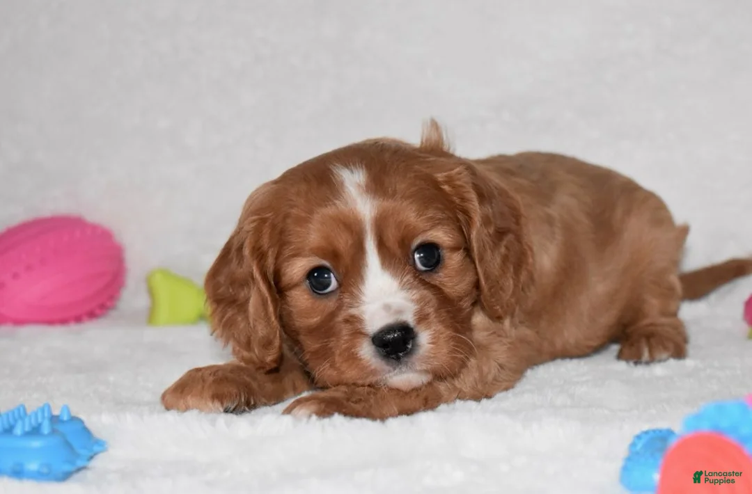 Cavalier King Charles Spaniel dogs for sale: Pluto - Ad 3