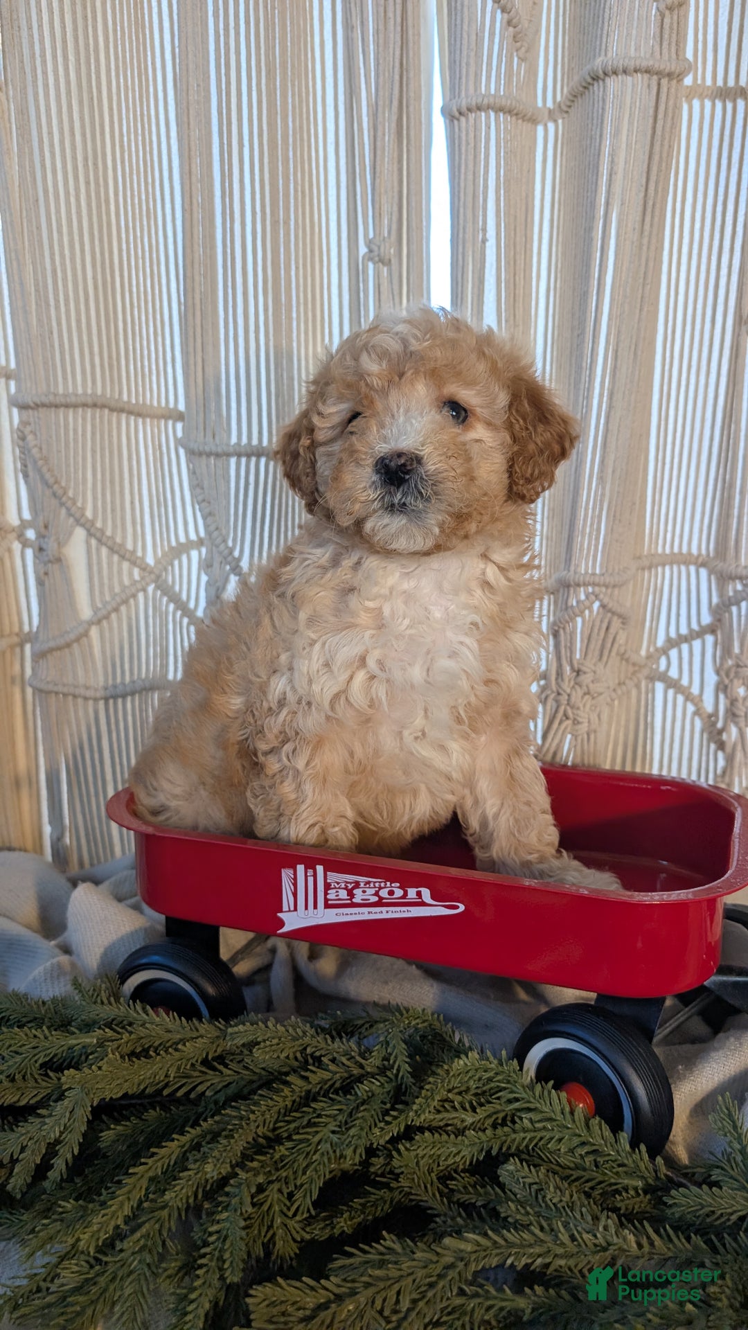 Cavapoo dogs for sale: Asher - Ad 3