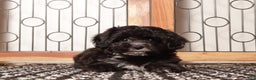 Shihpoo dogs for sale: Sasha Black Female Shihpoo  - Ad 3