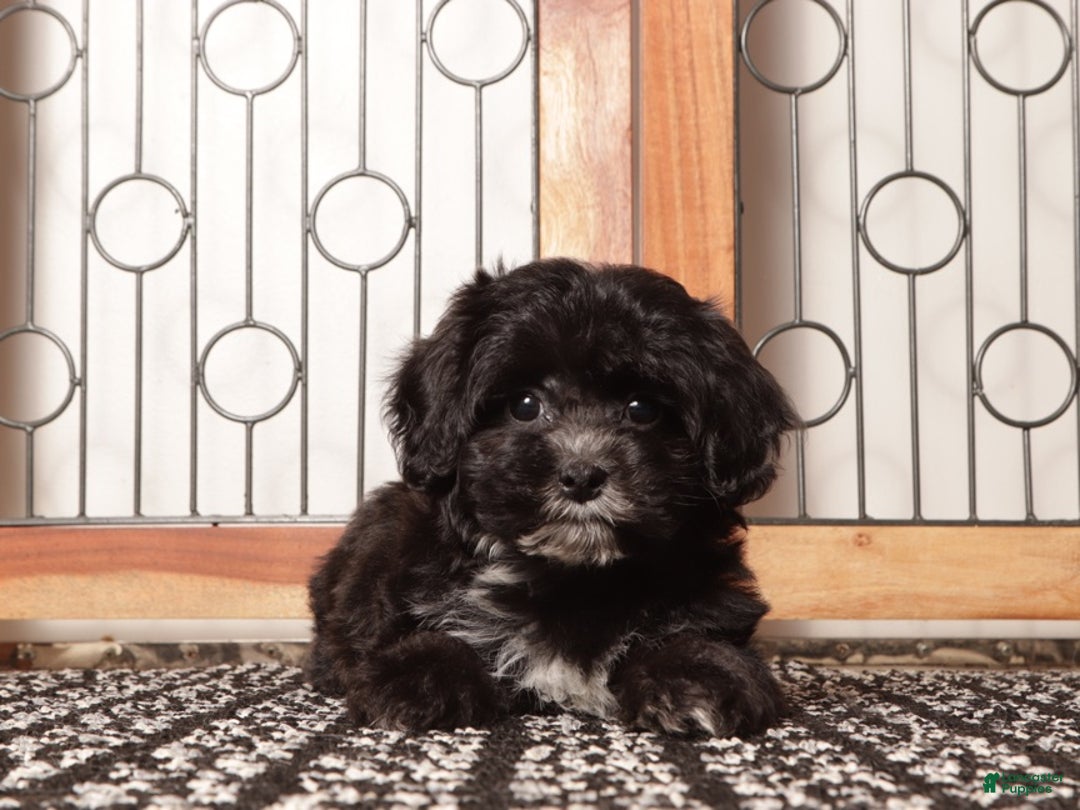 Shihpoo dogs for sale: Sasha Black Female Shihpoo  - Ad 3