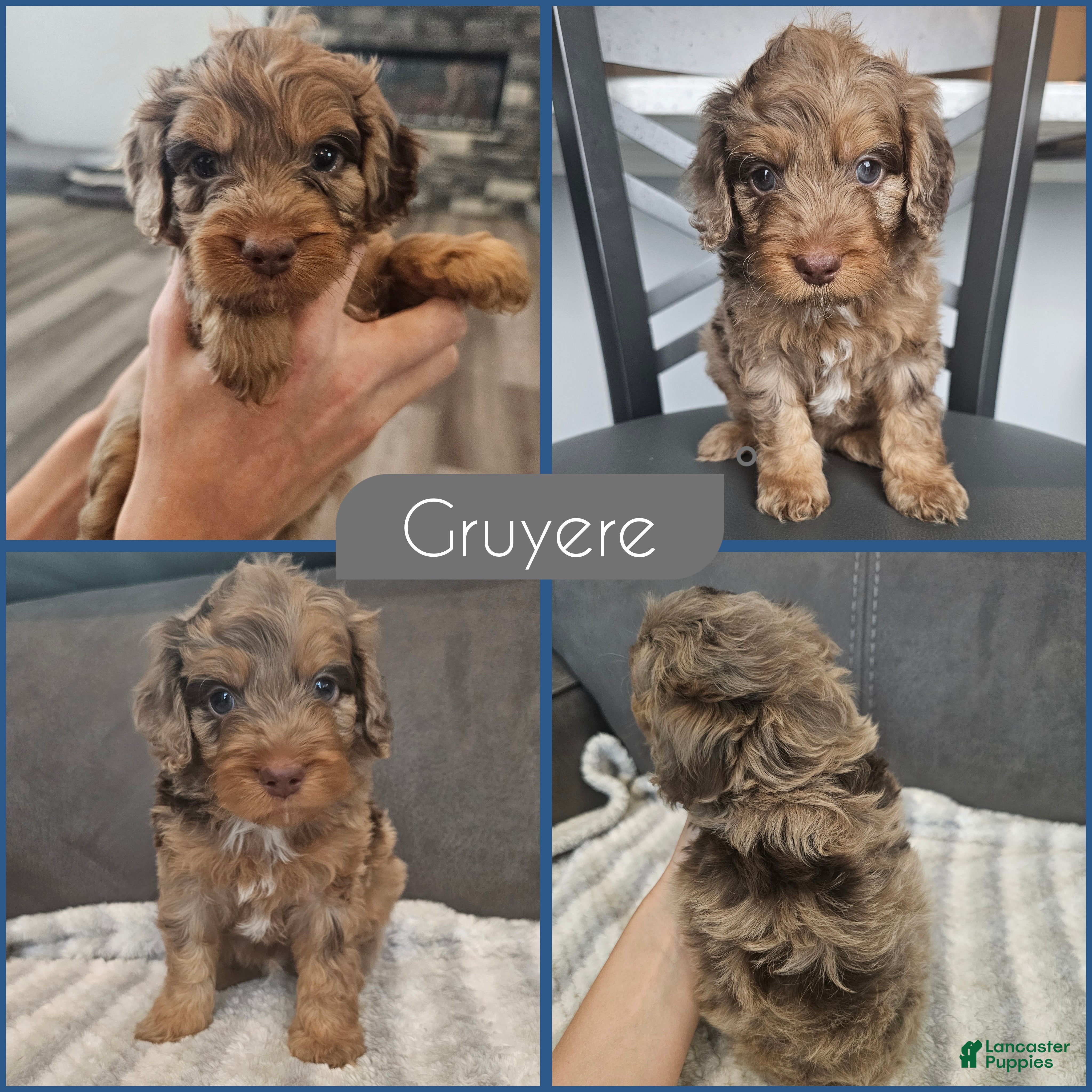 Cockapoo dogs Gruyere - Ad 1